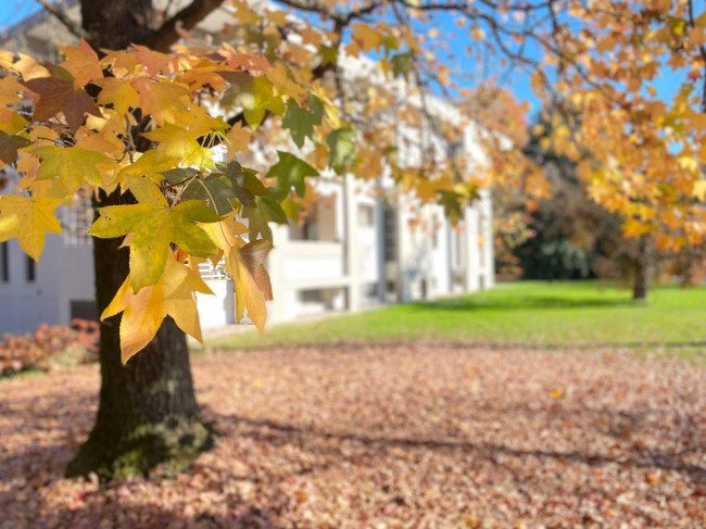 Appartamento in Vendita a Treviso