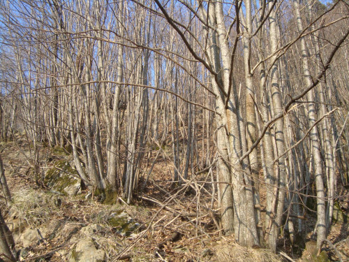 Terreno Agricolo a Barga