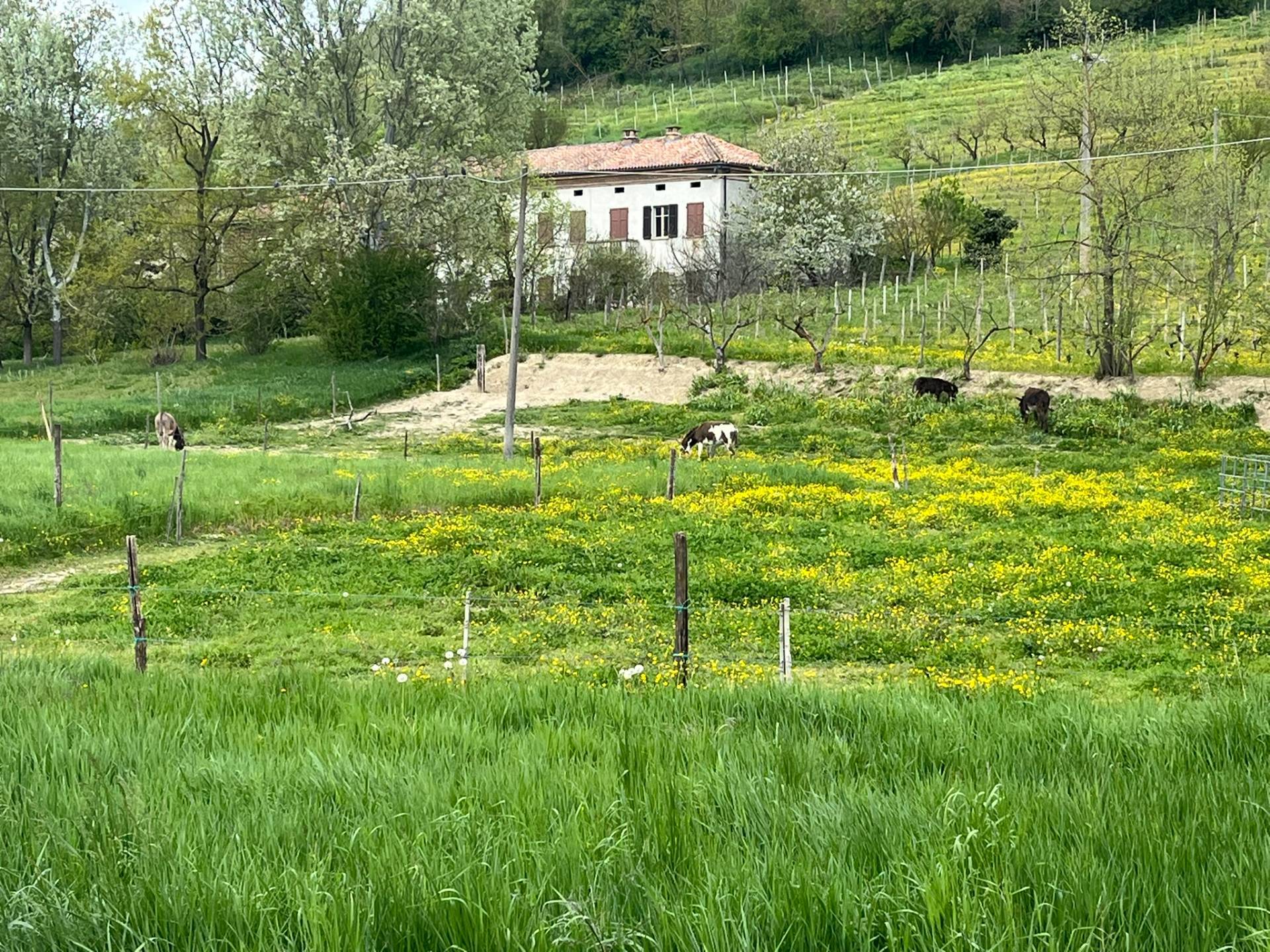 Cascina in vendita