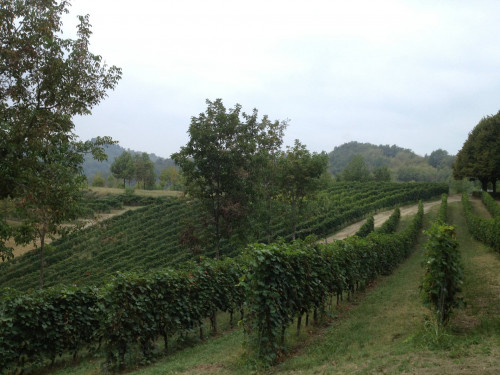 Tenuta in Vendita a Cocconato