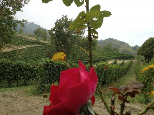 Tenuta in Vendita a Cocconato