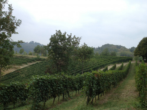 Tenuta in Vendita a Cocconato