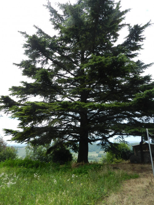 Casa indipendente in Vendita a Vignale Monferrato