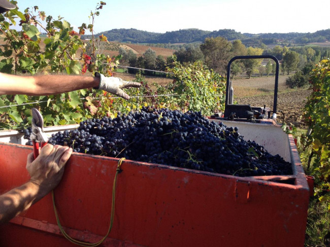 Azienda agricola in Vendita a Vignale Monferrato