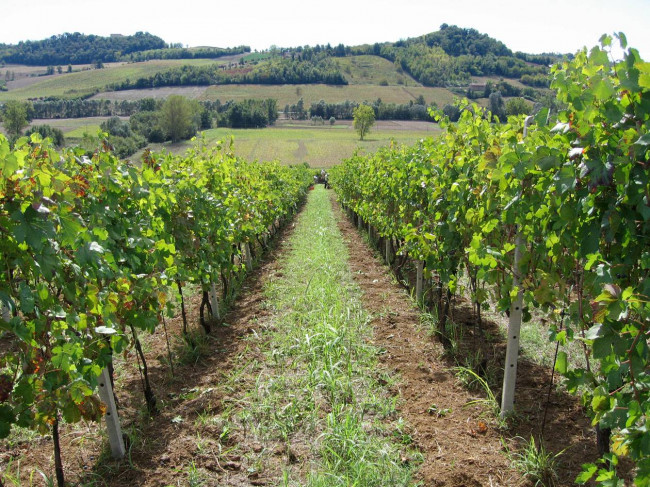 Azienda agricola in vendita