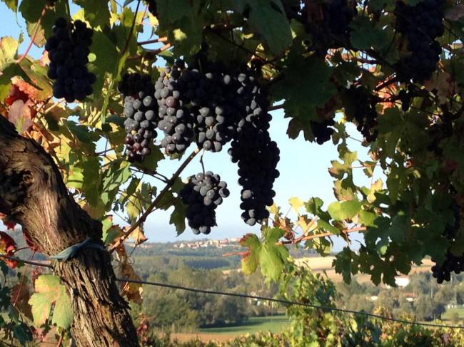 Azienda agricola in Vendita a Vignale Monferrato