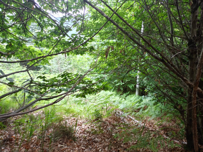 Terreno Agricolo in vendita a Roccaforte Mondovì