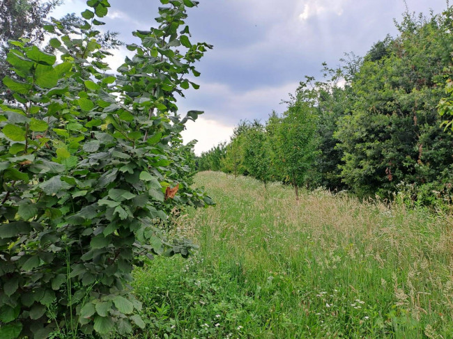 Terreno Agricolo in Vendita a Rivalta di Torino