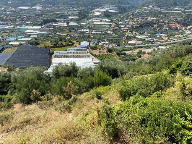 Terreno Agricolo in vendita a Taggia