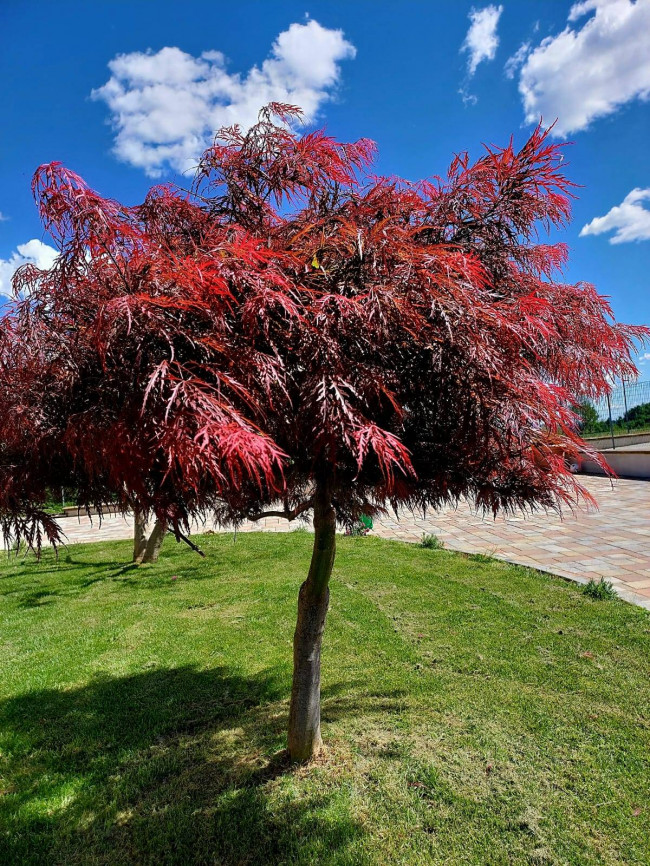 Villa in Vendita a Barbania