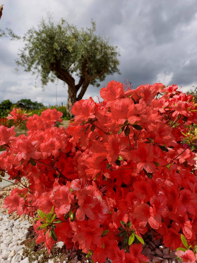 Villa in Vendita a Barbania