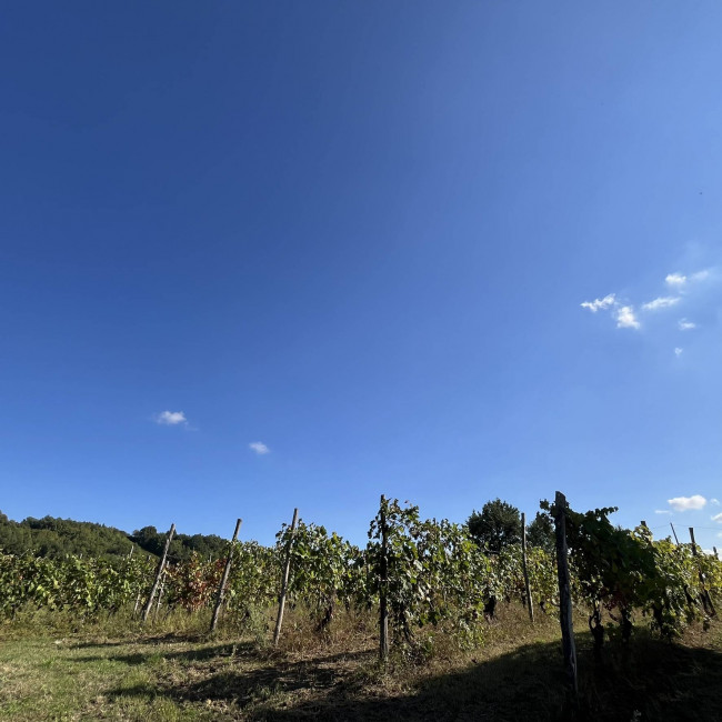 Cascina in Vendita a Rivalta Bormida