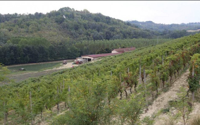 Azienda agricola in Vendita a Carpeneto