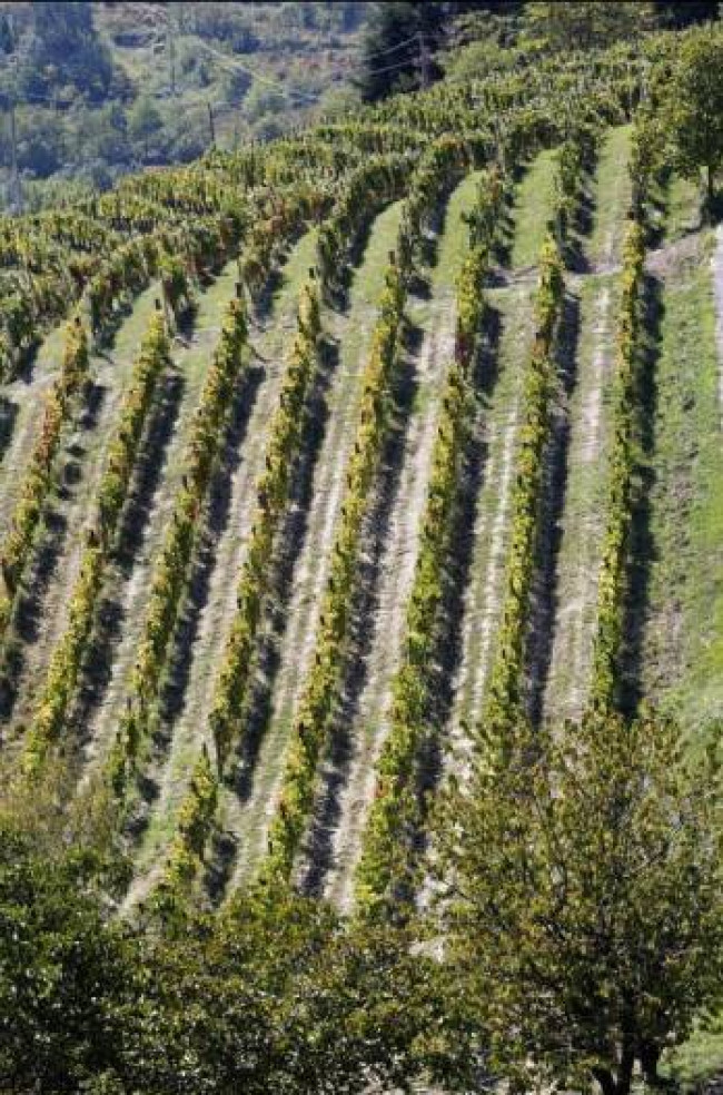 Azienda agricola in Vendita a Carpeneto