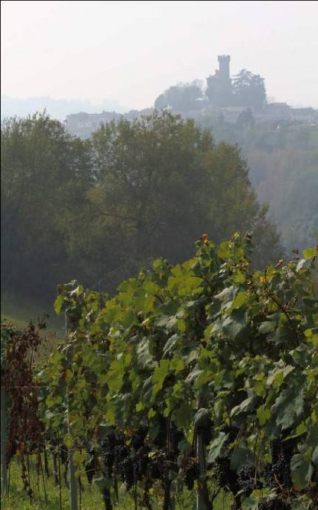 Azienda agricola in Vendita a Carpeneto