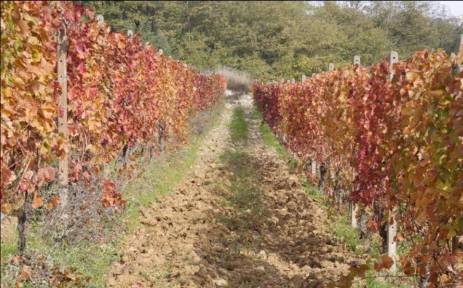 Azienda agricola in Vendita a Carpeneto