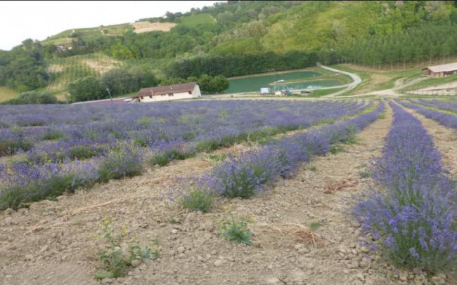 Azienda agricola in Vendita a Carpeneto