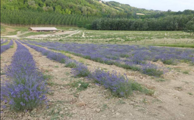 Azienda agricola in Vendita a Carpeneto
