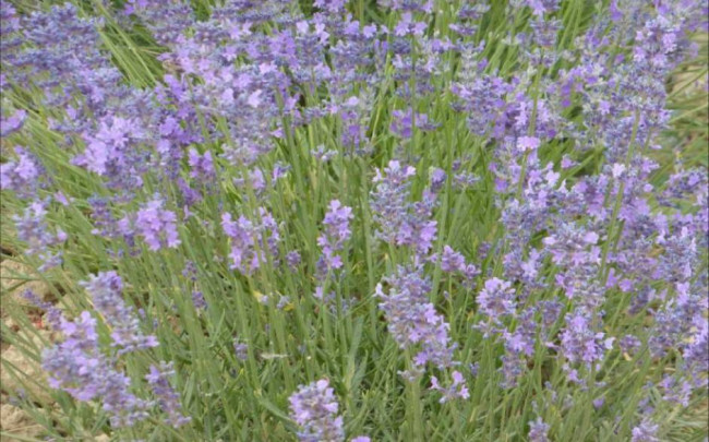 Azienda agricola in Vendita a Carpeneto