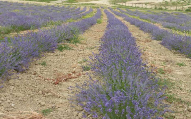 Azienda agricola in Vendita a Carpeneto