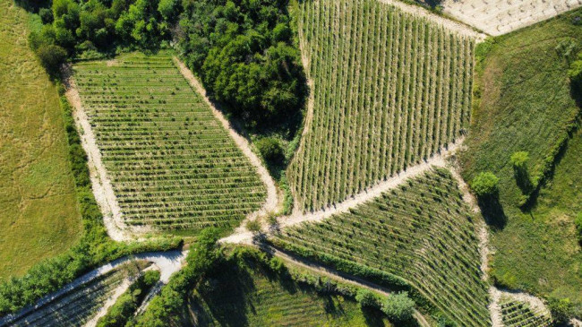 Azienda agricola in Vendita a Carpeneto