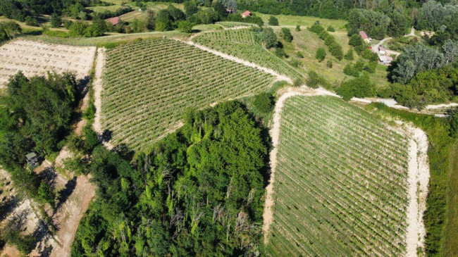 Azienda agricola in Vendita a Carpeneto
