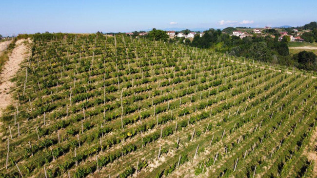 Azienda agricola in Vendita a Carpeneto
