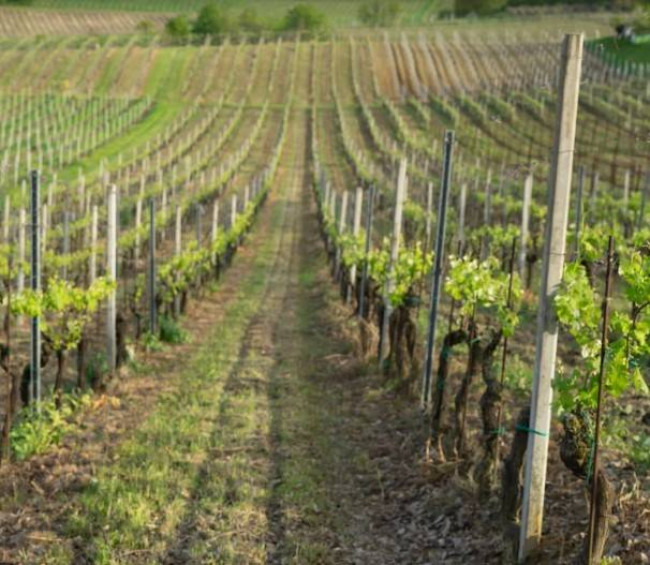 Azienda agricola in Vendita a Montù Beccaria