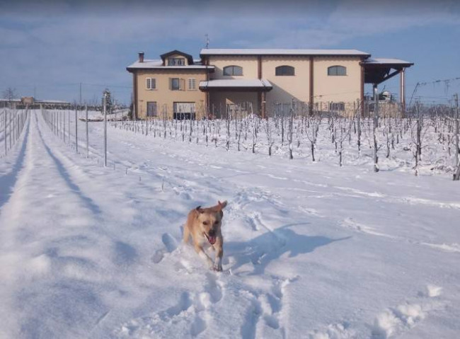 Azienda agricola in Vendita a Montù Beccaria