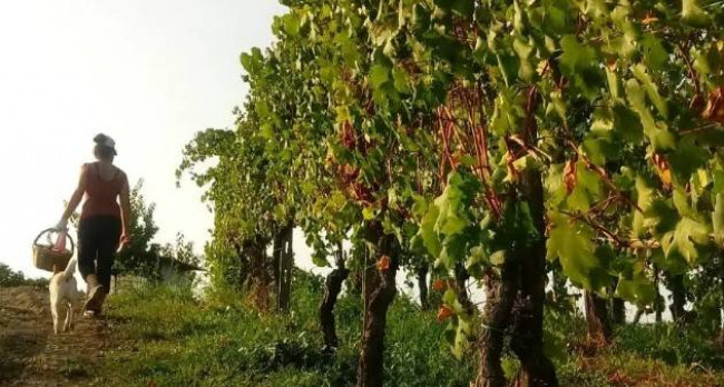 Azienda agricola in Vendita a Montù Beccaria