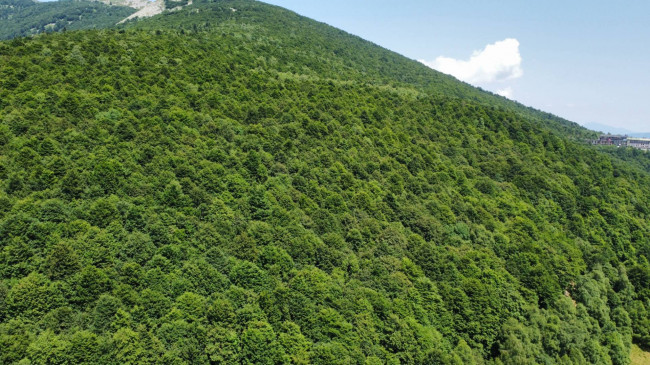 Terreno Agricolo in Vendita a Garessio