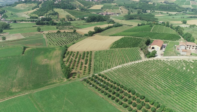 Azienda agricola in vendita