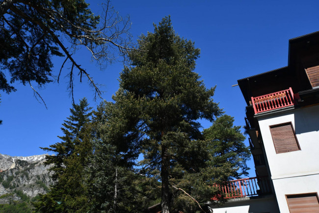 Appartamento in Locazione a Bardonecchia