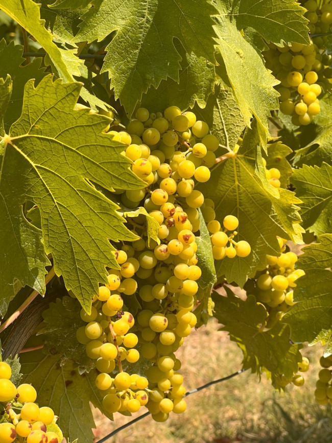 Cascina in Vendita a Canelli