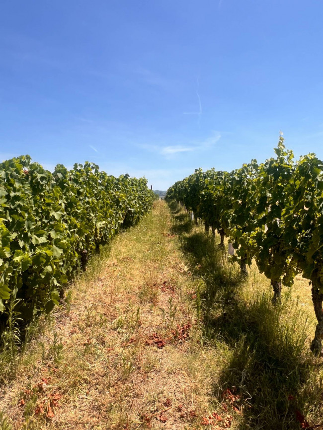Cascina in Vendita a Canelli