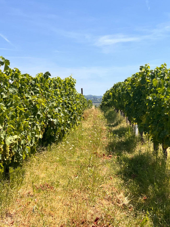Cascina in Vendita a Canelli