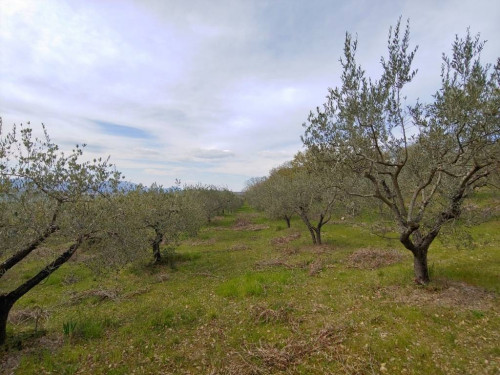 Terreno agricolo in vendita a Rocca Sant'angelo, Assisi (PG)