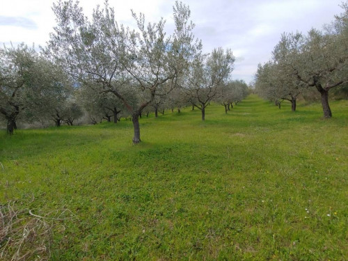 Terreno agricolo in vendita a Rocca Sant'angelo, Assisi (PG)