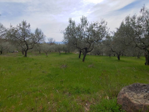 Terreno agricolo in vendita a Rocca Sant'angelo, Assisi (PG)