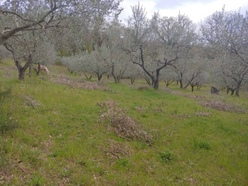 Terreno agricolo in vendita a Rocca Sant'angelo, Assisi (PG)