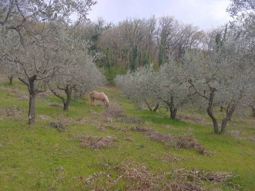 Terreno agricolo in vendita a Rocca Sant'angelo, Assisi (PG)