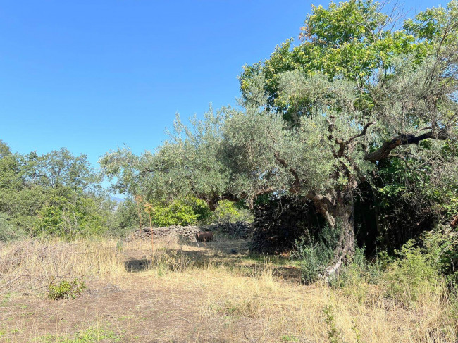 Terreno agricolo in vendita a Randazzo (CT)