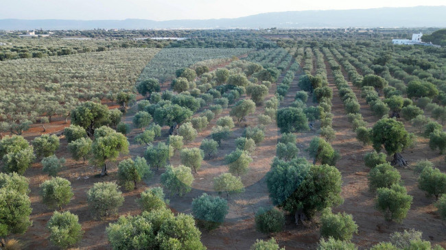 Azienda agrituristica in vendita a Savelletri, Fasano (BR)