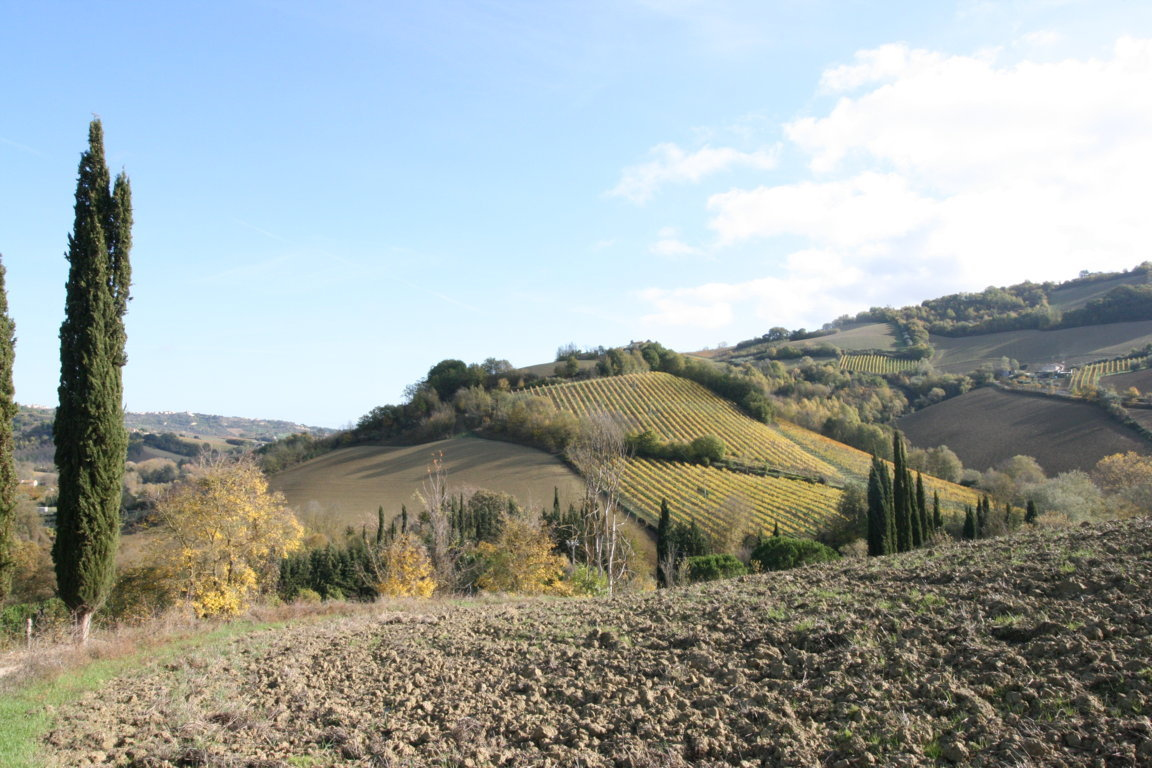 Terreno agricolo in vendita a Ripatransone (AP)