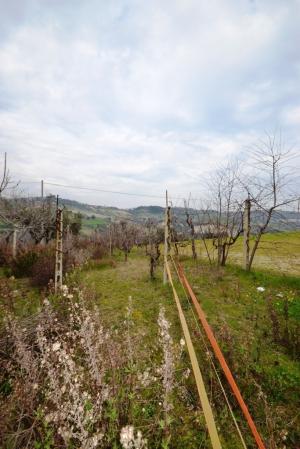 Terreno Agricolo in vendita a Monteprandone