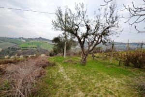 Terreno Agricolo in vendita a Monteprandone