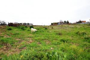 Terreno Agricolo in vendita a Monteprandone