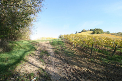 Terreno Agricolo in vendita a Ripatransone
