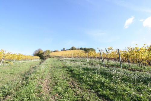 Terreno Agricolo in vendita a Ripatransone