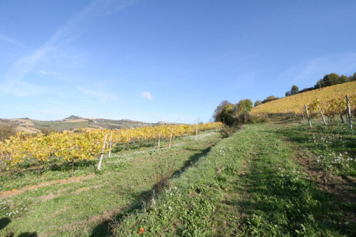 Terreno Agricolo in vendita a Ripatransone